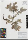 Foto von Salix glauca L. x Salix myrsinifolia Salisb.